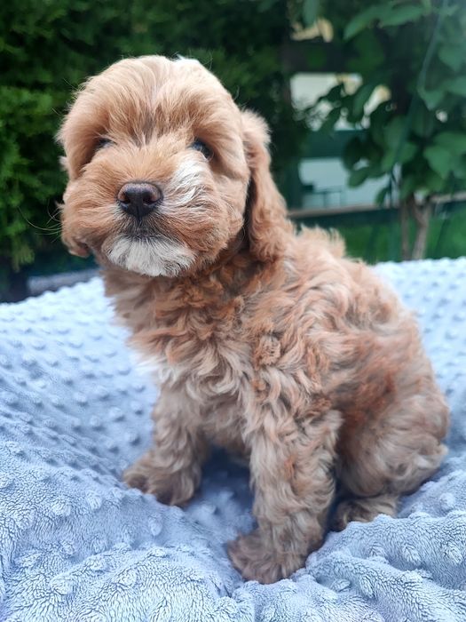 Maltipoo chłopiec xxs