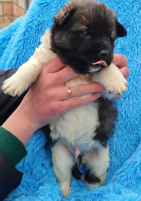 Тайсон - Самый Лучший Пес