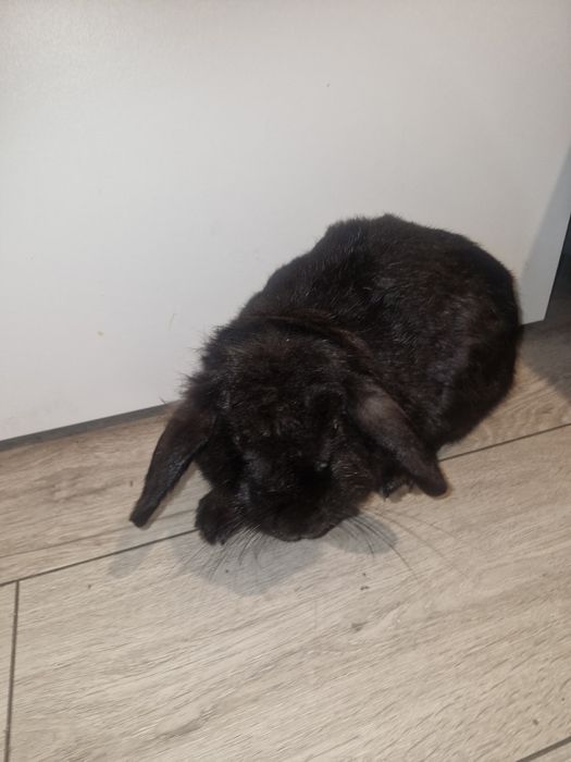 Królik baranek  mini lop