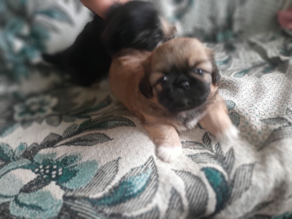 Продам пекінесиків чистокровні Королівські