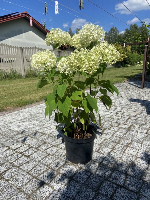 Sprzedam duza ilosc pieknych hortensji Annabelle