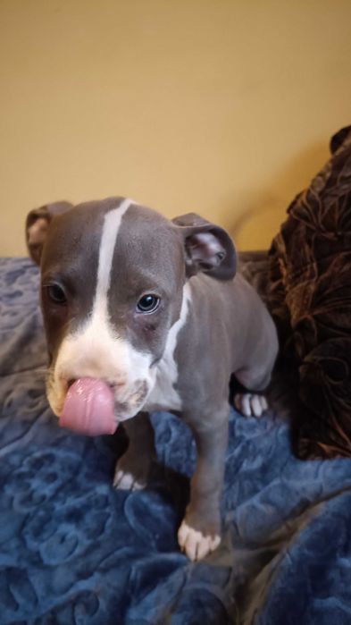 Amstaff błękitny samiec blue