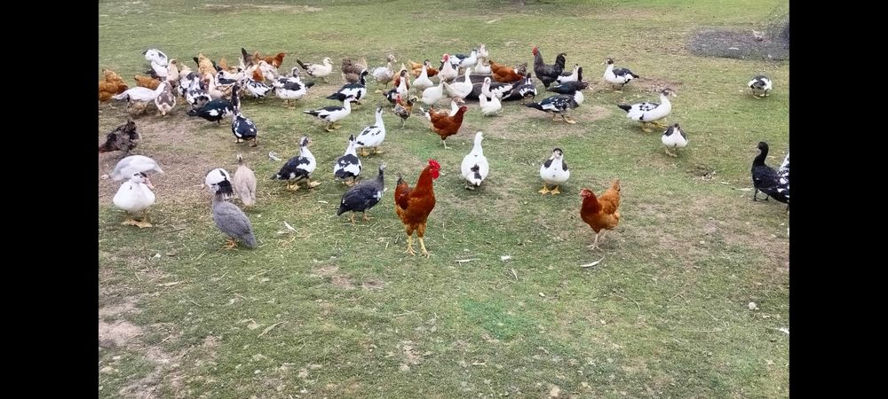 Kaczki i Kaczory francuskie