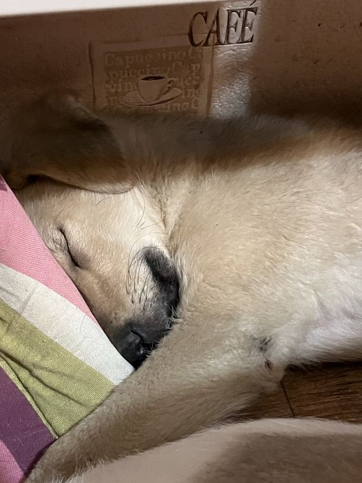 В добрі руки цуценятко