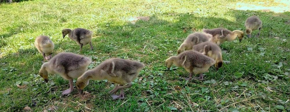 Sprzedam kaczki gęsi