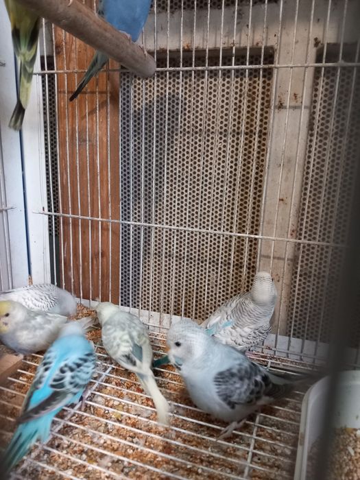 Vendo periquitos novos