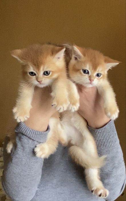 Золотая шиншила малыши