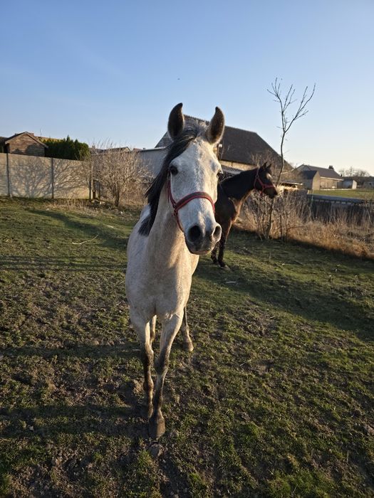 Klacz Czystej Krwi Arabskiej
