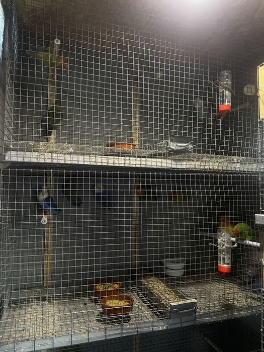 FIM DE HOBBY Colónia de agapornis e todo o material