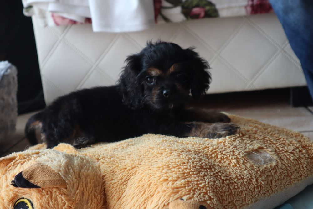 Sunia Cocker spaniel amerykański FCI