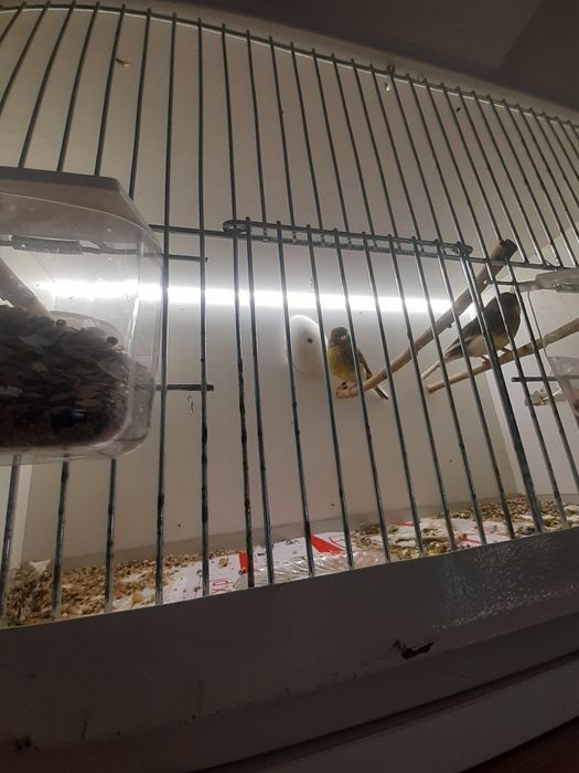 Kanarek gloster samiczki 25