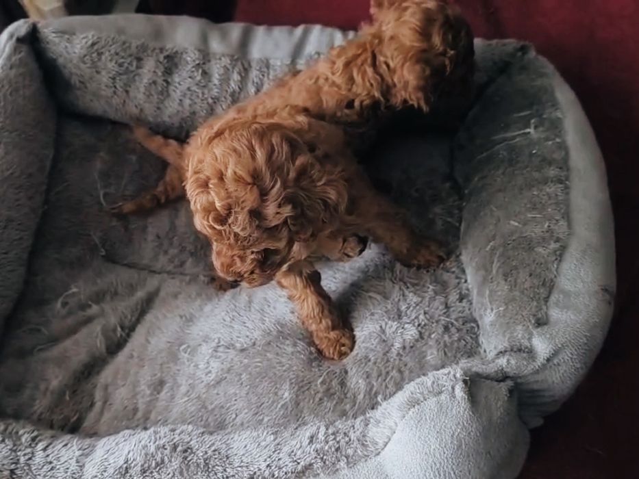 Дівчинка та хлопчик той пудель КСУ FCI, 1,5 місяці з документами (toy)