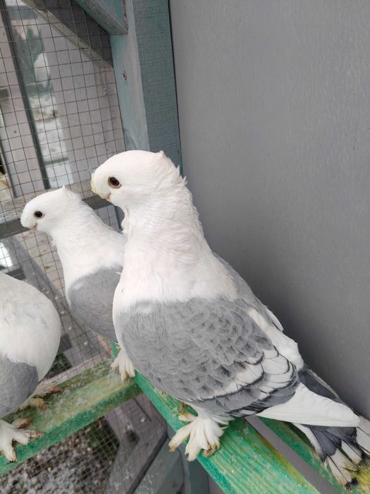 Gołębie ozdobne mewki maściuchy