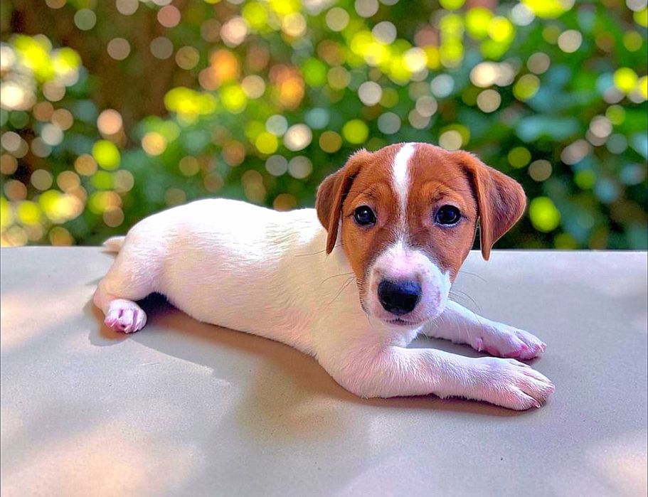 Super Jack Russell Terrier!