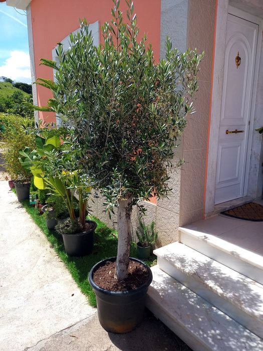 Oliveiras para jardim