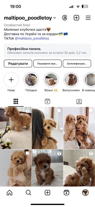 Мальтезе+пудель=мальтіпушечки