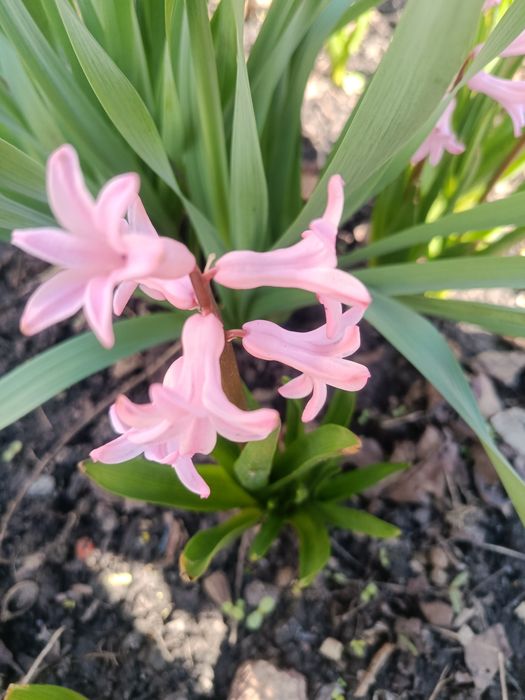 Проліски домашні першоцвіт, гіацинт