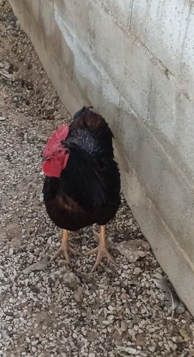 Galo Rhode Island Red