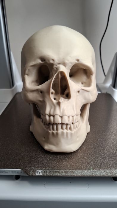Realistyczny Model Czaszki (Wydruk 3D) – Pomoc Dydaktyczna / Unikatowa