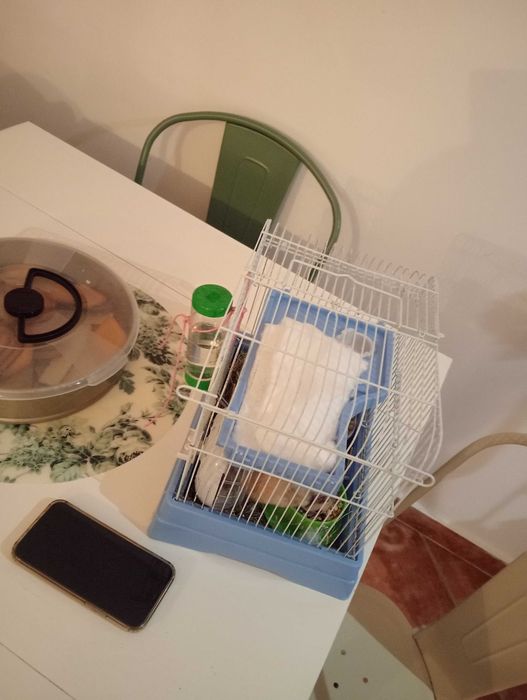 Hamster anão com gaiola