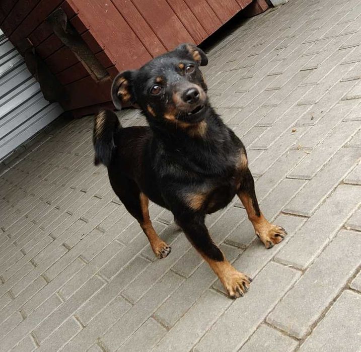 Erna- przerażona mała kruszynka ADOPCJA