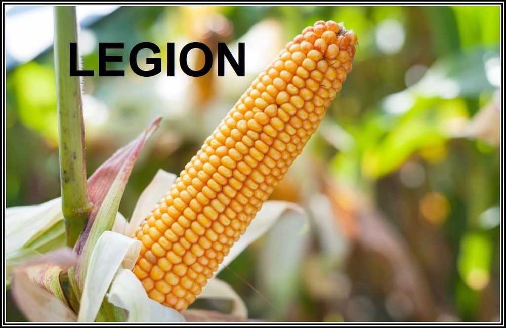 Kukurydza LEGION - Sprawdzona Wierna Odmiana Nasiona Kukurydzy Smolice