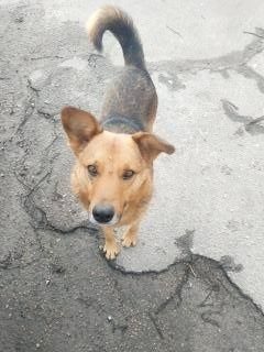 Шукаємо дім та господарів