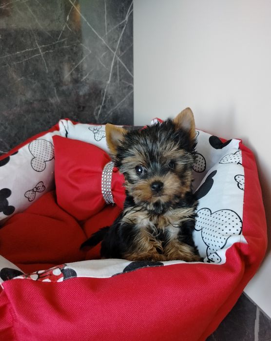 Suczka  York Yorkshire terrier