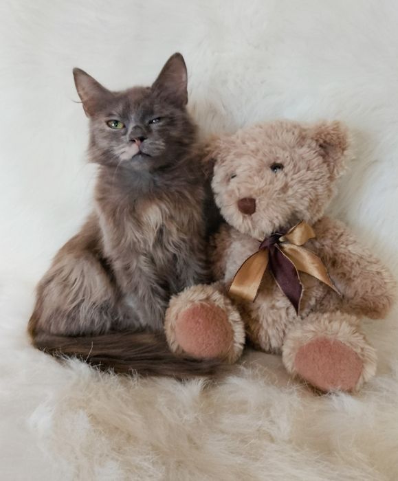 Мила 3.5 мес.
В поисках нового дома 
Ласковая, игривая.
К лоточку приу