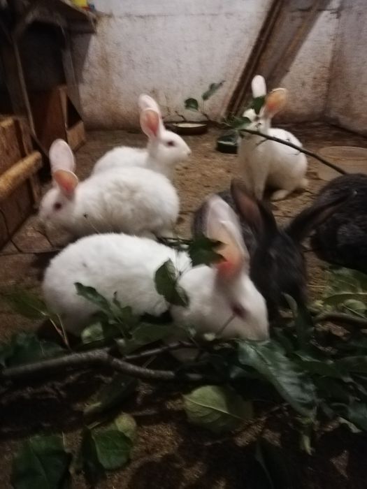 Продам пять покрити кролиць, дві шиншили, та три Біла Термон  покрита