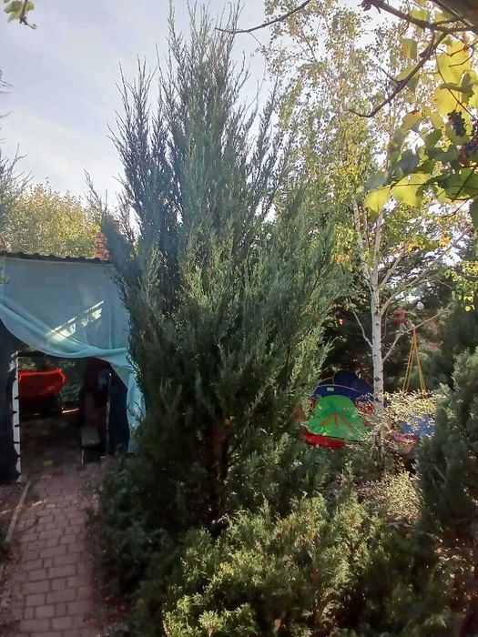 хвойные деревья   продам от 1 до  5 метров