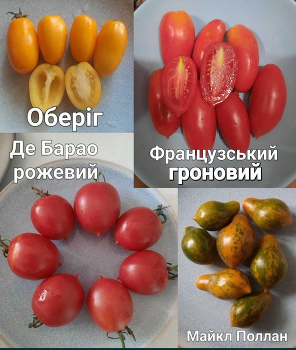 Насіння томатів.Пьенноло Везувіо. Коктейльні томати.