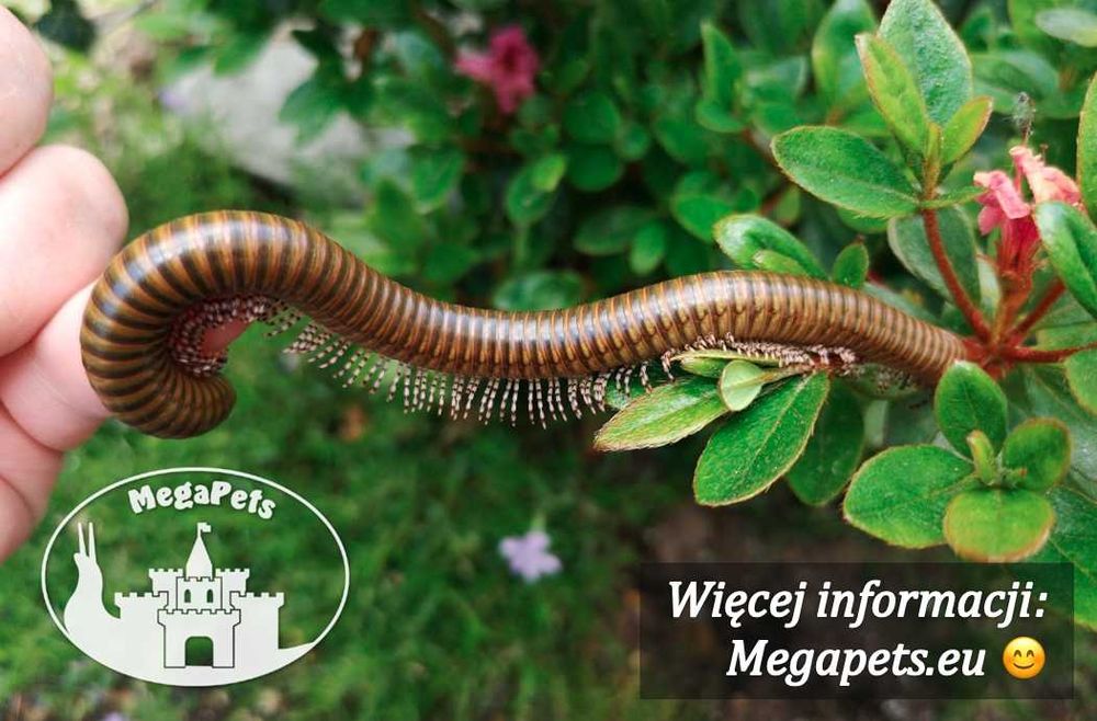 Krocionóg kenijski Telodeinopus aoutii Wije Karaczany Ślimaki Stonoga