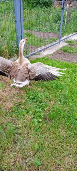 Gęś zwyczajna z żółtym dziobem samica