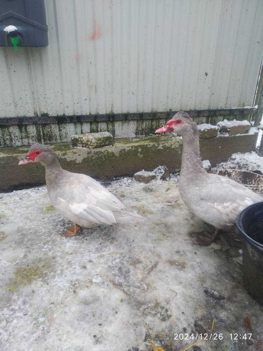 Великий вибір качурів на продажу,важковиків