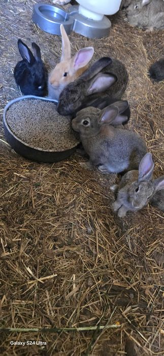 Coelhos caseiros de boa qualidade.