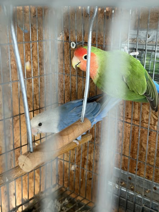 Agapornis roseicollis