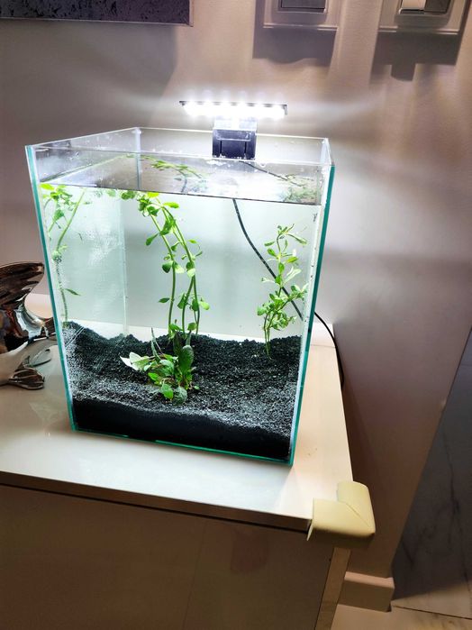 „Gotowe akwarium 19L z roślinami + filtr, Oświetlenie  i grzałka