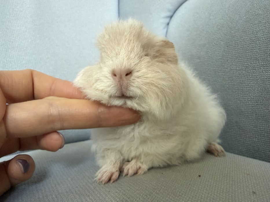 świnka  morska CH teddy samiec