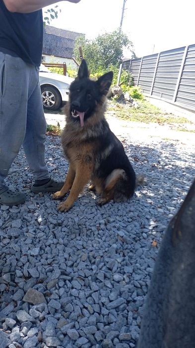 В'язка,  німецька вівчарка