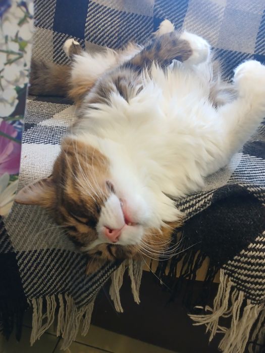 котик шикарний на 3 місяці