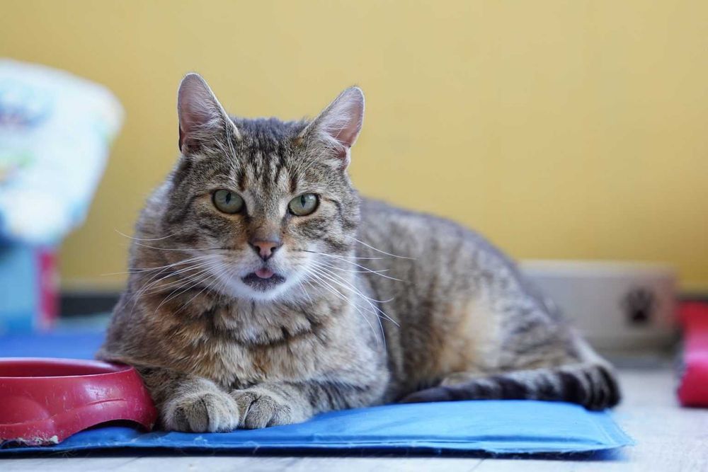 Brit – cichy obserwator i wierny towarzysz