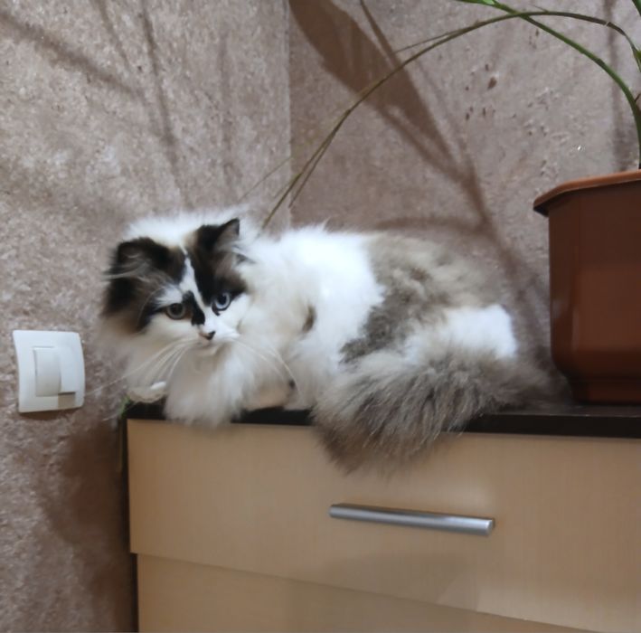 Котята Регдолл шукають родину