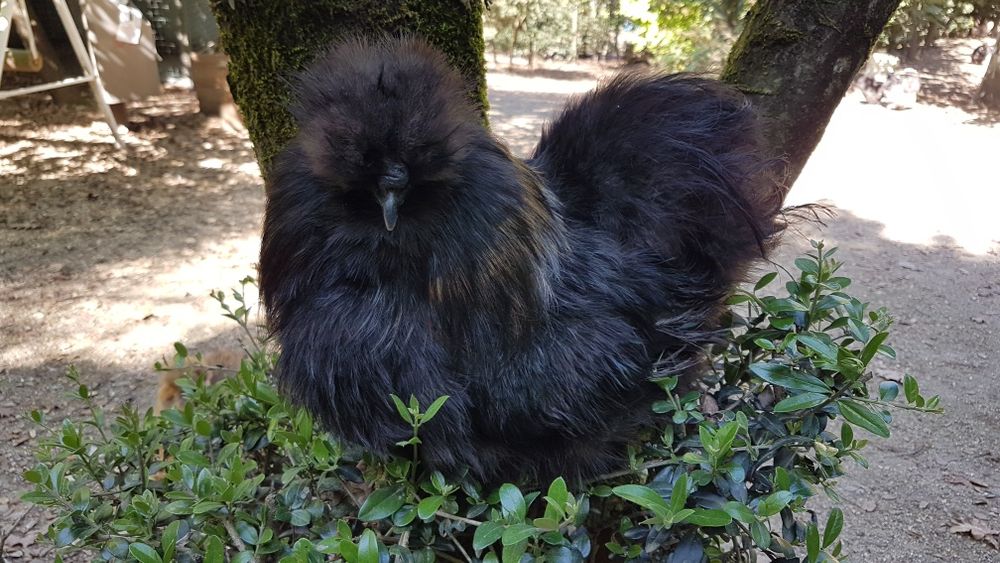 Ovos  e pintos de sedosas do Japão