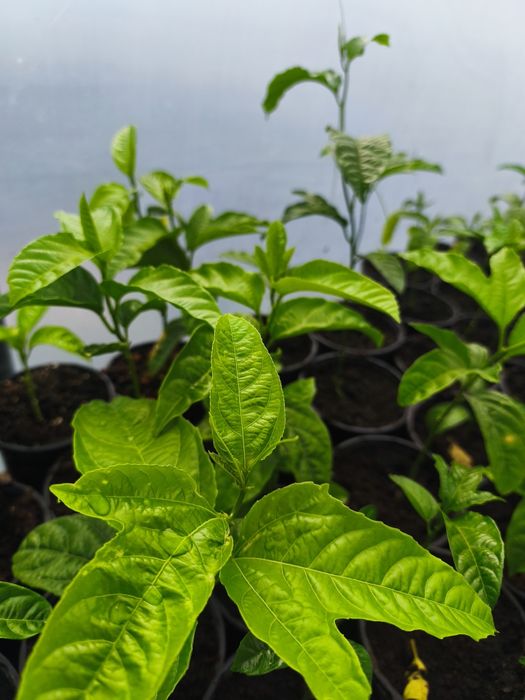 Venda de plantas de maracujá