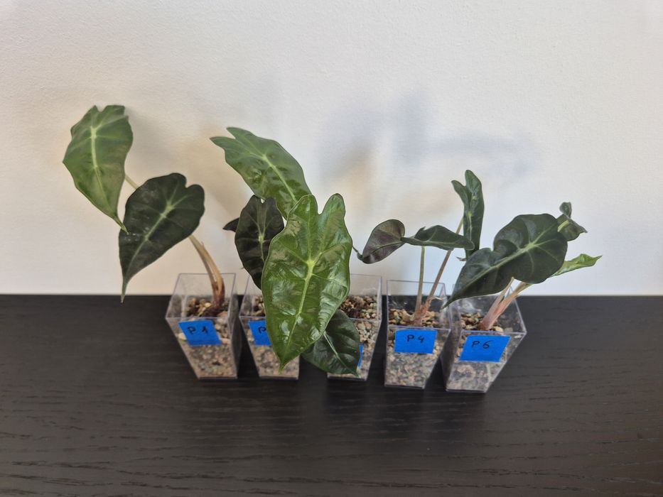 Alokazja Polly Alocasia