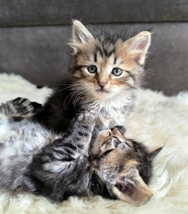 Кошенята  мейн-кун