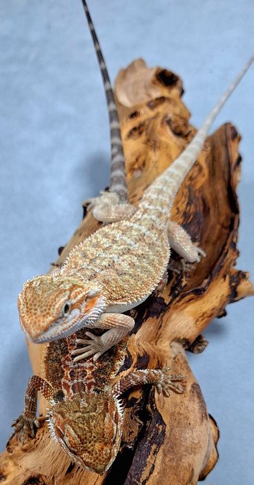 Agama brodata młode samice.