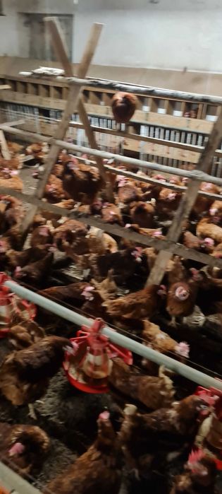 Kury Nioski Z jajkiem.Młode kurki z wolnego wybiegu z dowozem Gratis.