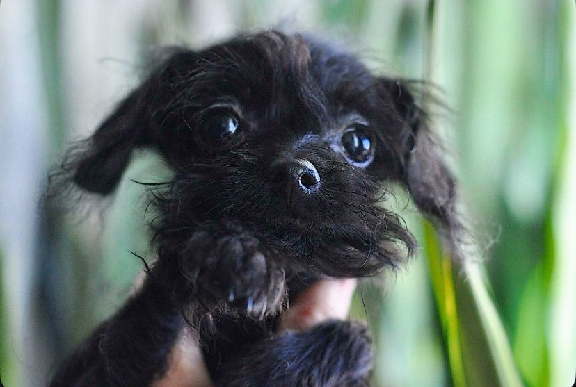 Той-пуделя хлопчик